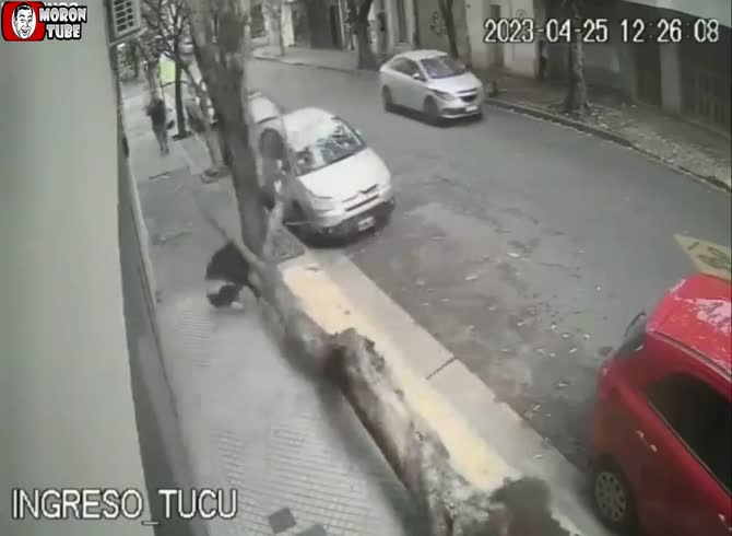 Video :His skull gets struck by a massive tree!
